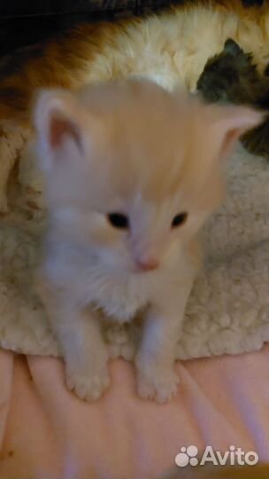 Котята 