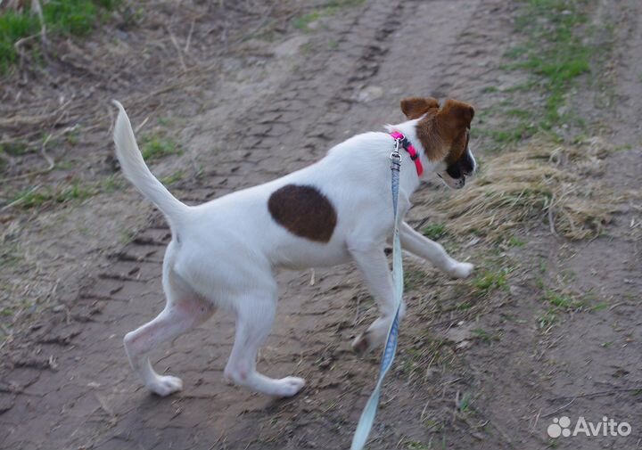 Фокстерьер сука 8 месяцев