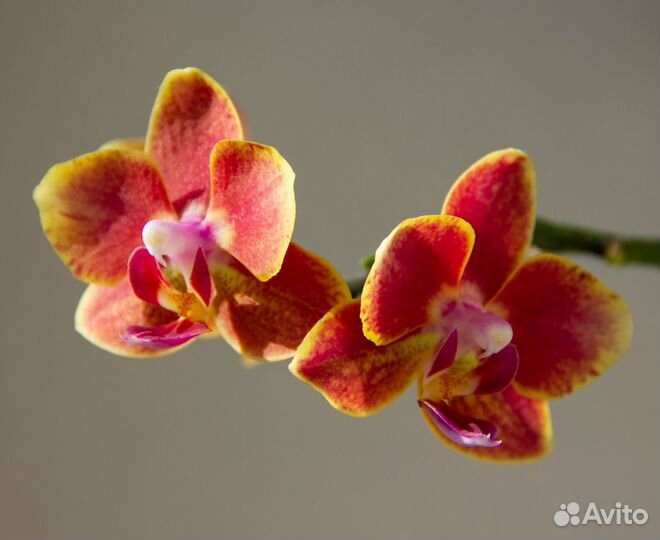 Орхидея фаленопсис