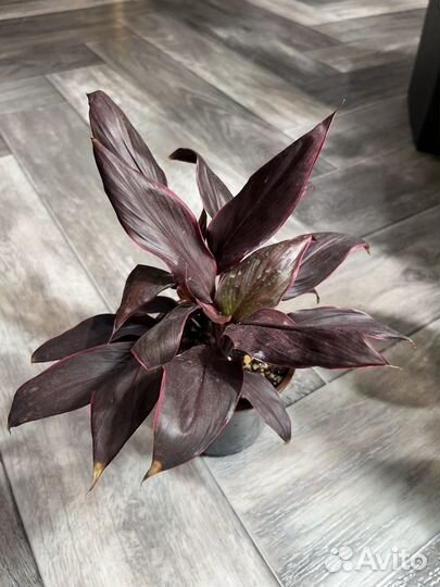 Драцена Бордо