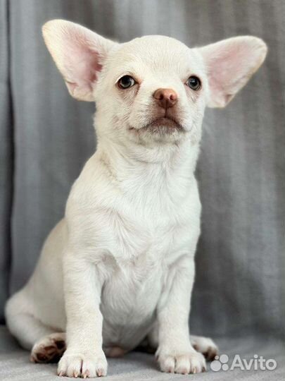 Щенок Чихуахуа мальчик, щенки