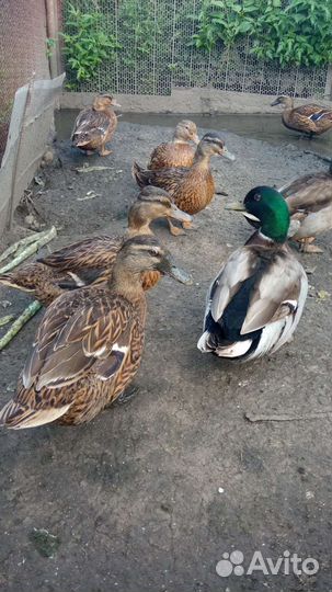 Подсадные утки