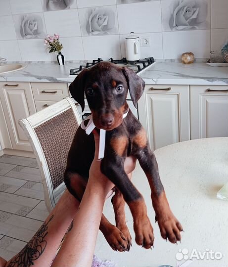 Щенки добермана