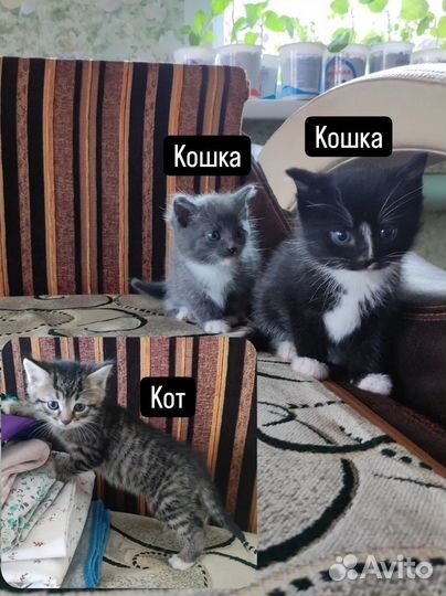 Кошечка 1 месяц