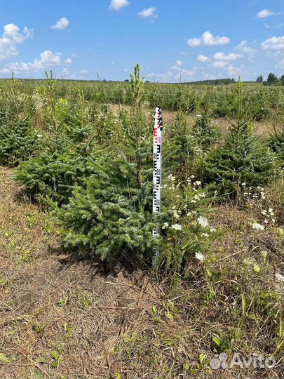 Ель сербская