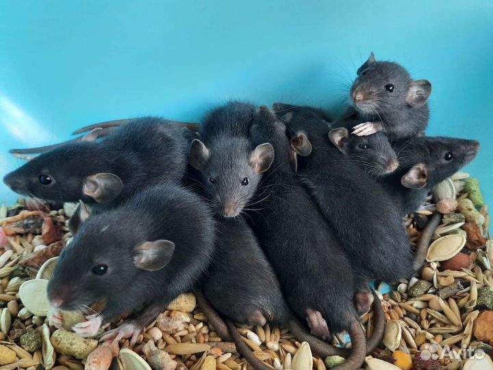 Крысы Дамбо. Крысята норковые из питомника