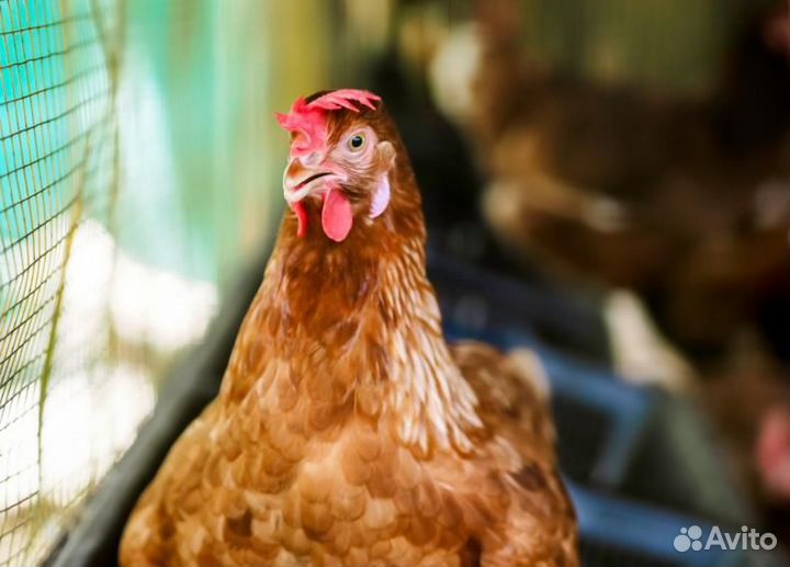 Куры подрощенные