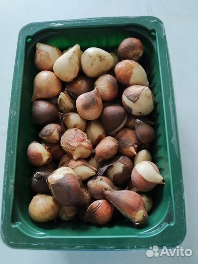 Луковицы тюльпанов