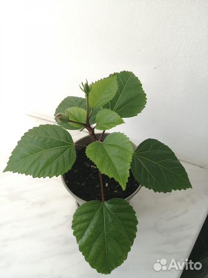 Гибискус сортовой китайская роза