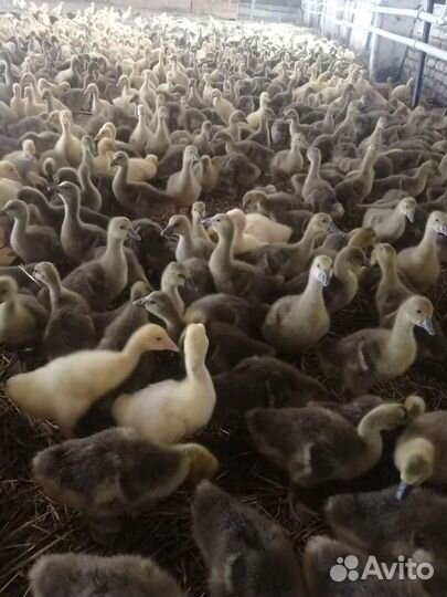 Гусята. Инкубационное яйцо гусей