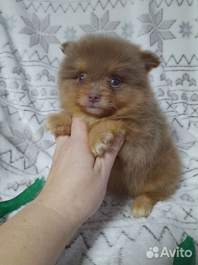 Девочка шпица