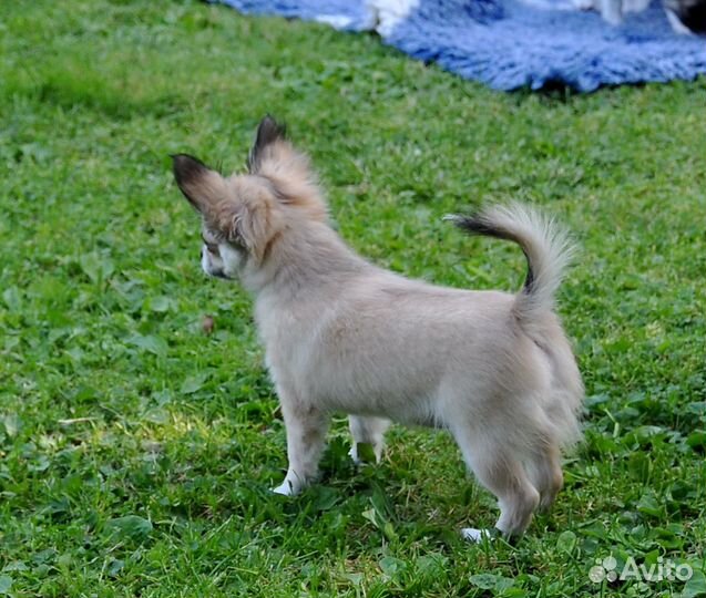 Д-ш мальчик чихуахуа. Видео