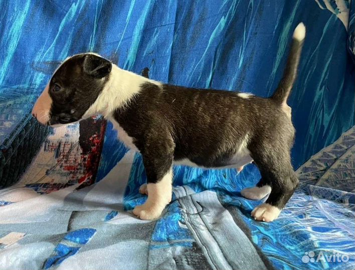 Щенки стандартного бультерьера