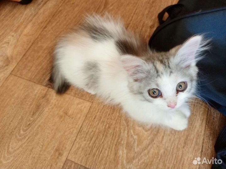 Котята смесь британца и шиншиллы