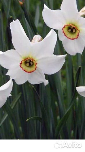 Луковицы нарциссов, тюльпанов