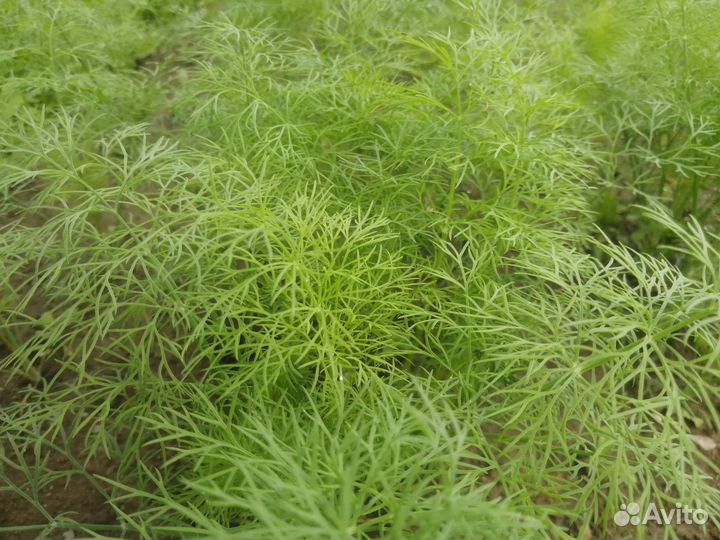 Укроп свежий, ароматный