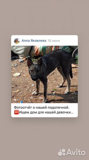 Щенок в добрые руки