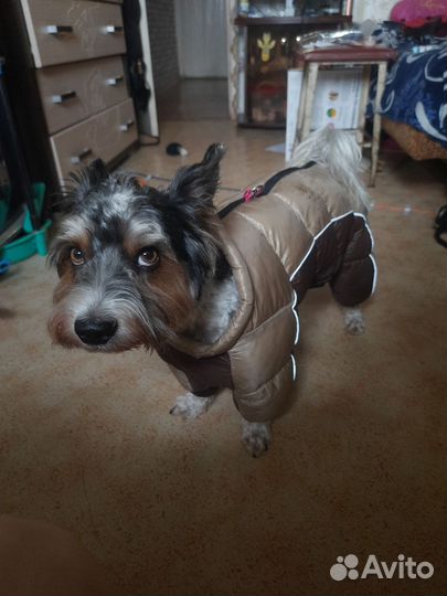 Зимний комбинезон для собаки