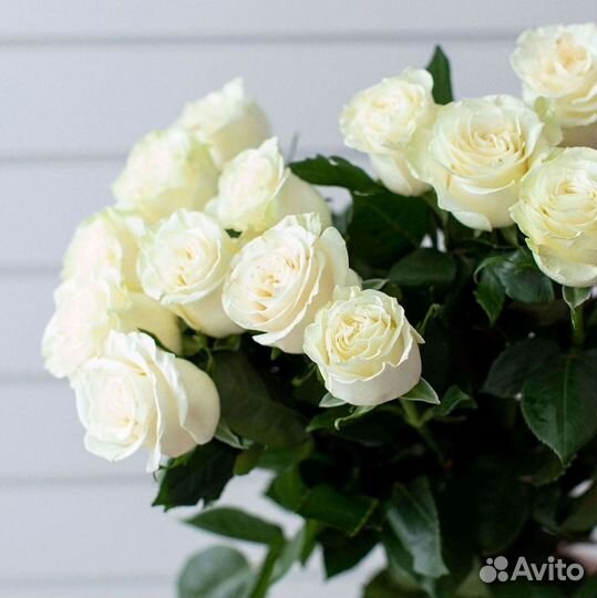 Высокие розы Гигантские розы 110