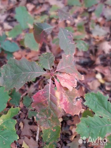 Желуди красного дуба купить в Костроме | Товары для дома и дачи | Авито