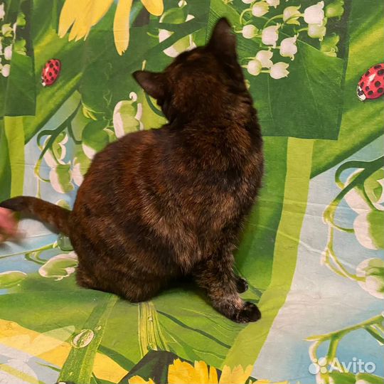 Шикарная кошечка