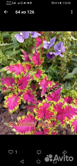 Колеусы вегетативные