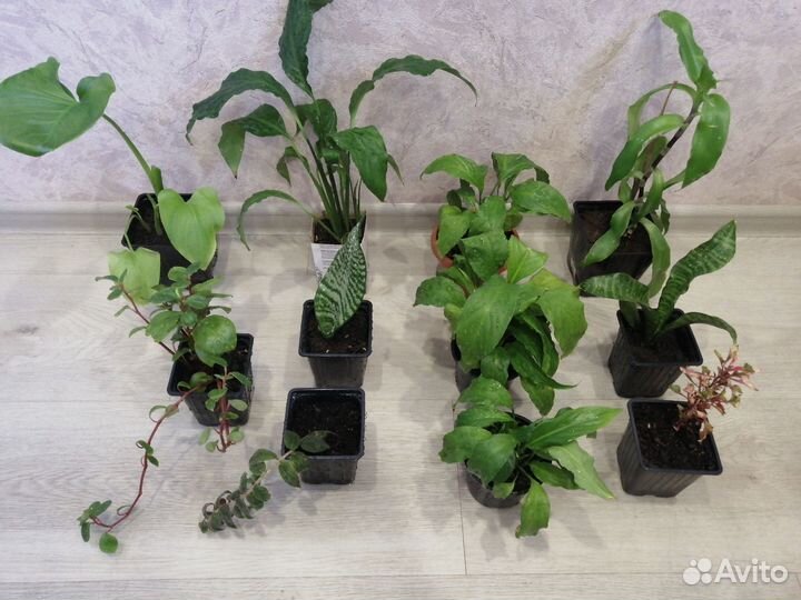 Комнатные цветы