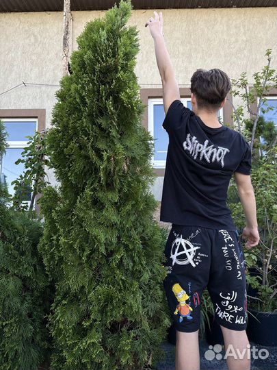 Туя смарагд