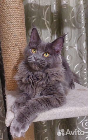 Котята мейнкуна