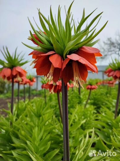 Рябчик императорский