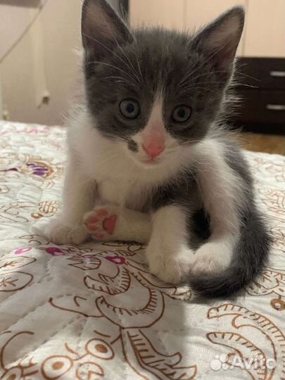 Котята в добрые руки бесплатно