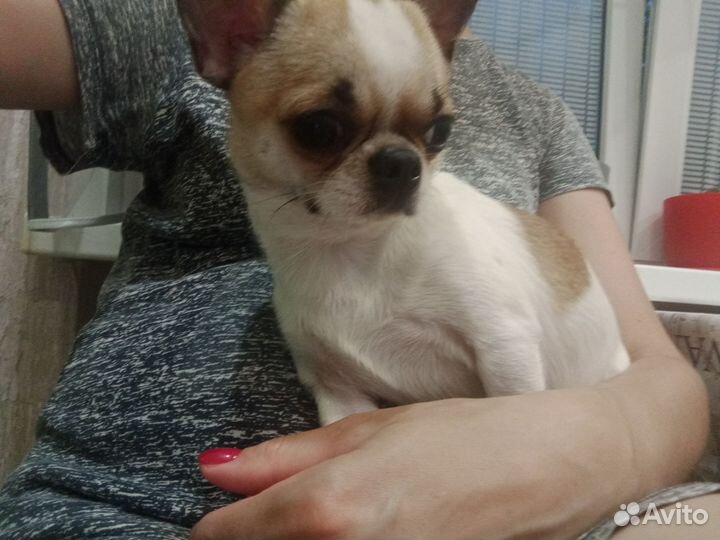 Случка собак