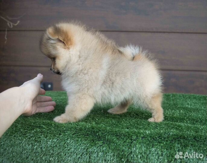 Девочка померанского шпица мини