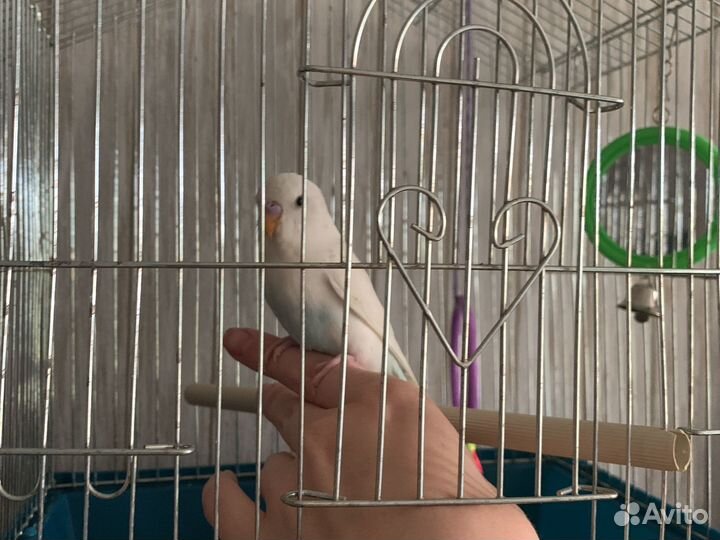 Волнистый попугай с клеткой