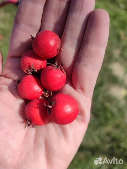 Боярышник ягоды