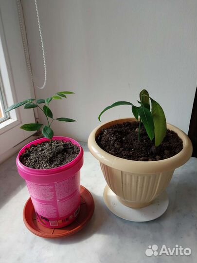 Манго. Личи