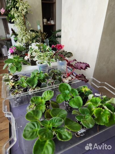 Фиалки детки