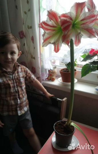 Гиппеаструм амариллис