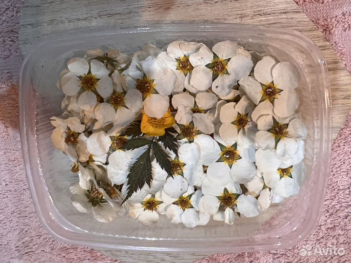 Сухоцветы ассорти