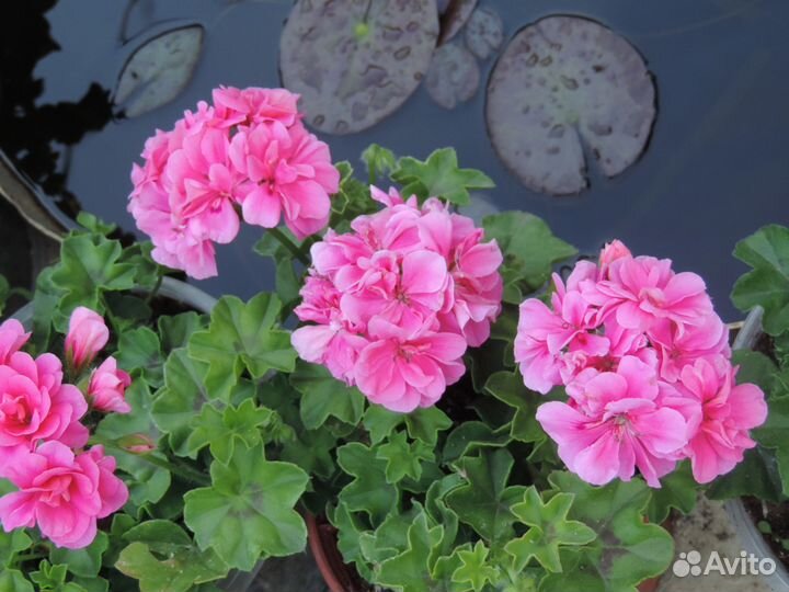 Герань (пеларгония) розовая махровая