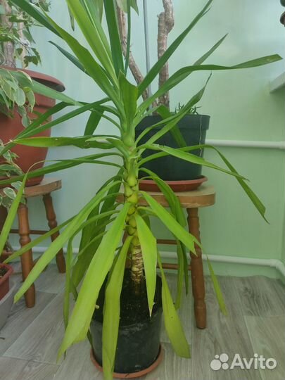 Пальма юкка