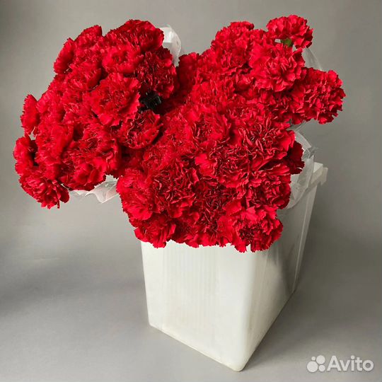 Гвоздика Красная (Колумбия)