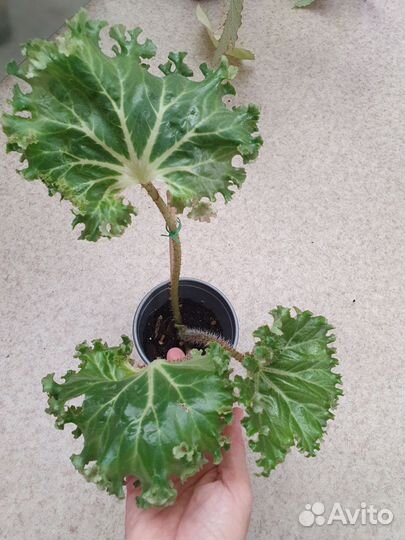 Бегонии и шеффлеры