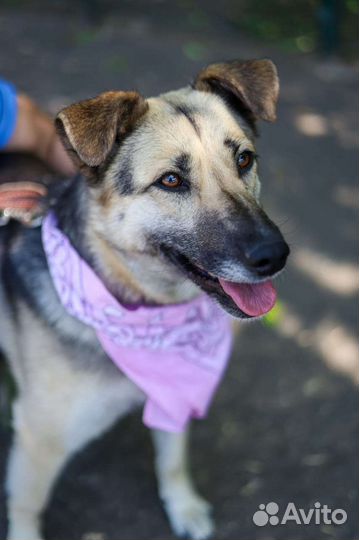 Собака ищет дом