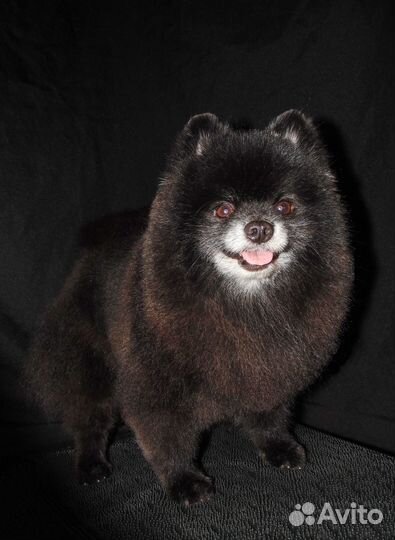 Стрижка, груминг, тримминг собак и кошек в спб