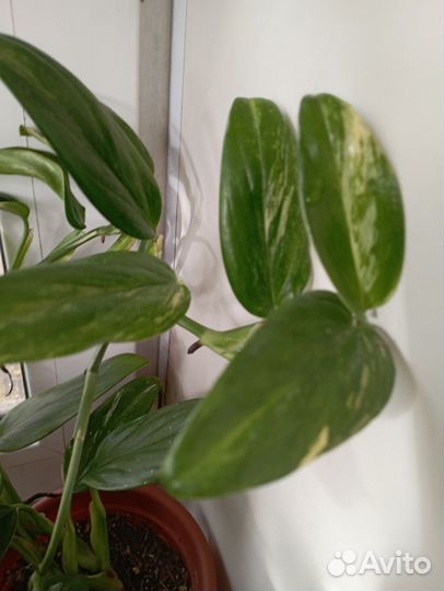 Филодендрон кобра