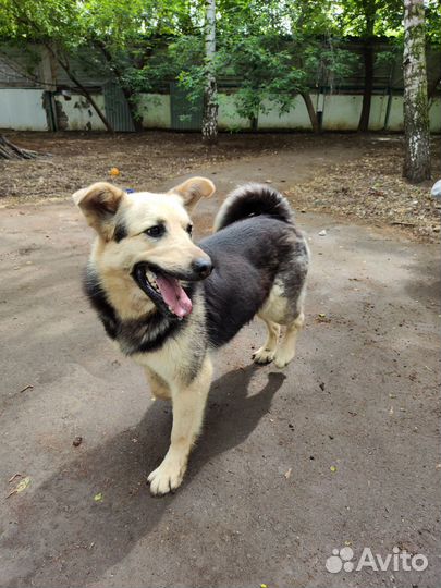 Среднеазиатская овчарка ищет дом