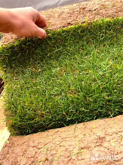 Рулонный газон от производителя