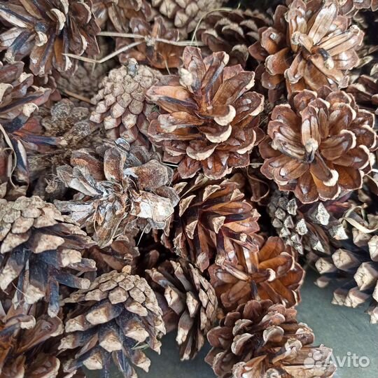 Шишки сосновые