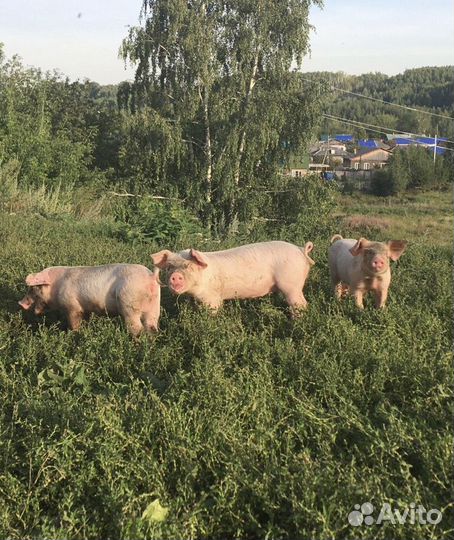 Поросята